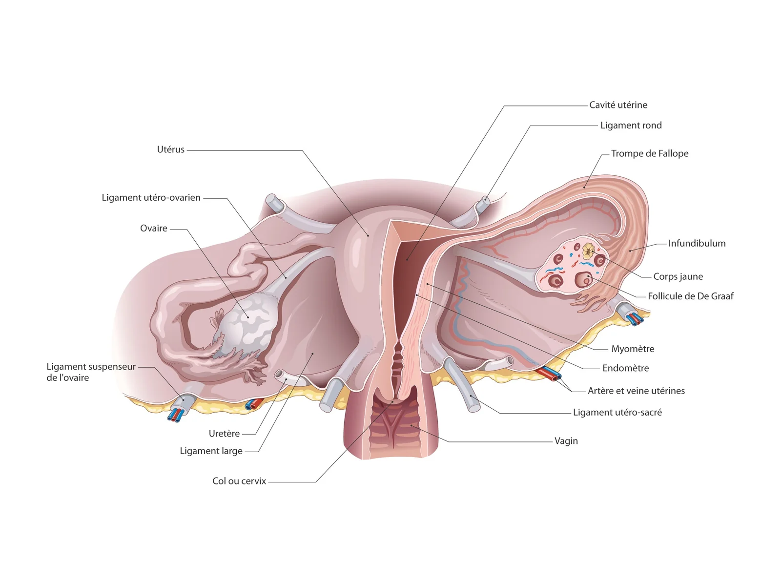 L'utérus et sa cavité — Vue postérieure annotée de l'utérus, des trompes, des ovaires et de leurs ligaments, avec coupe de l'utérus et du col.