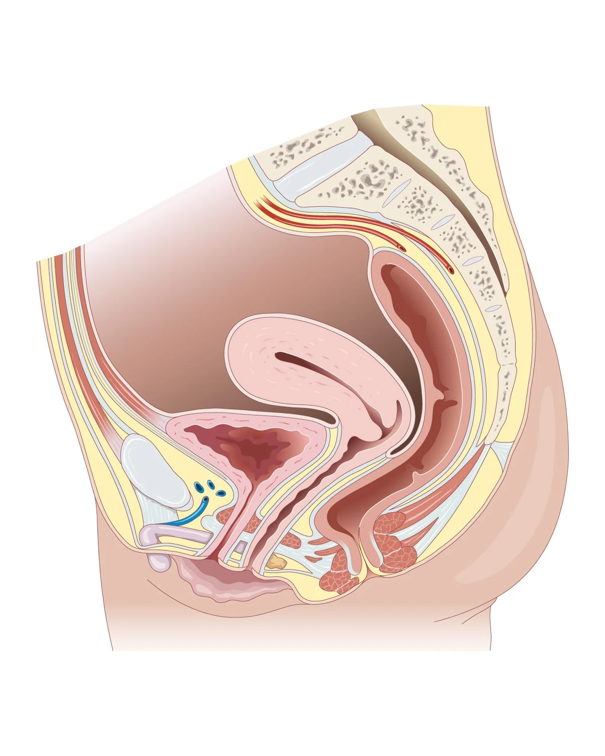 Petit bassin féminin, coupe médiane — Vessie, utérus et rectum en coupe sagittale : la cavité utérine est une fente entre deux parois.